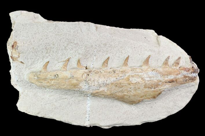 Fossil Mosasaur (Tethysaurus) Jaw Section - Goulmima, Morocco #107092